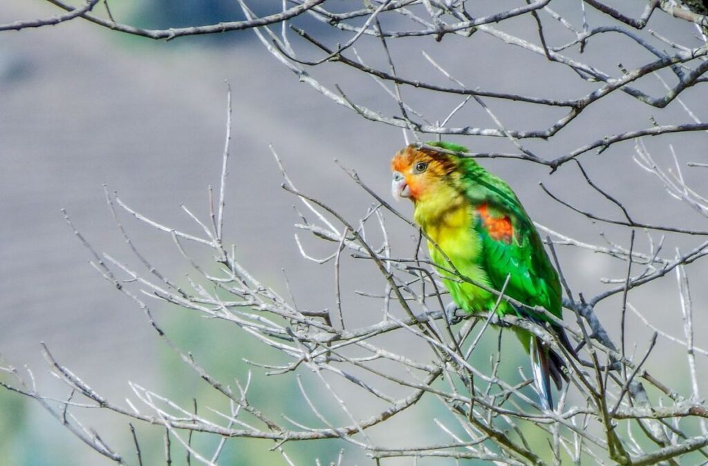 El ave de múltiples tonos, el Perico Multicolor