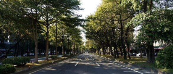 Los árboles urbanos ayudan a mitigar efectos del cambio climático