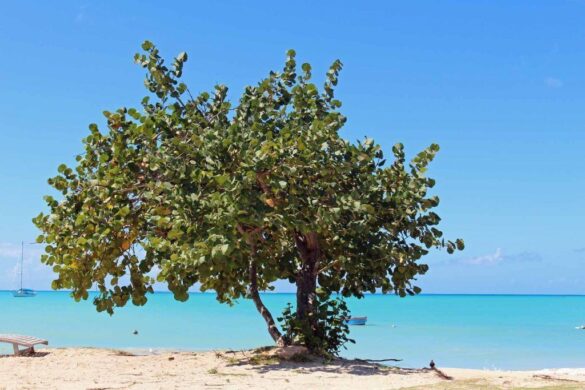 Uva de Playa, manjar de los guaireños