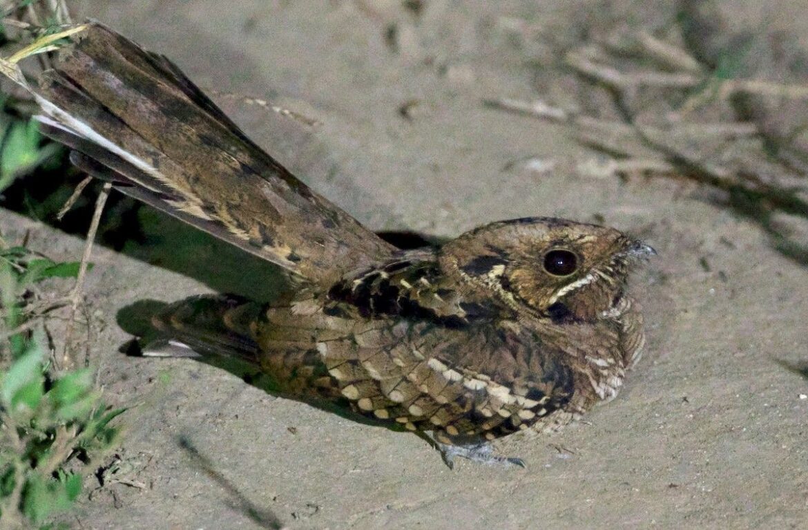 eBird-haiman-el-troudi-aguaitacamino-pajaro-envuelto-en-un-halo-de-misterio El Aguaitacamino, un pájaro envuelto en un halo de misterio