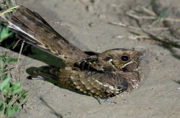 El Aguaitacamino, un pájaro envuelto en un halo de misterio