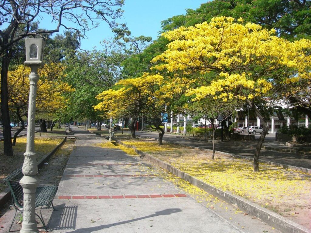 Árboles emblemáticos de Venezuela