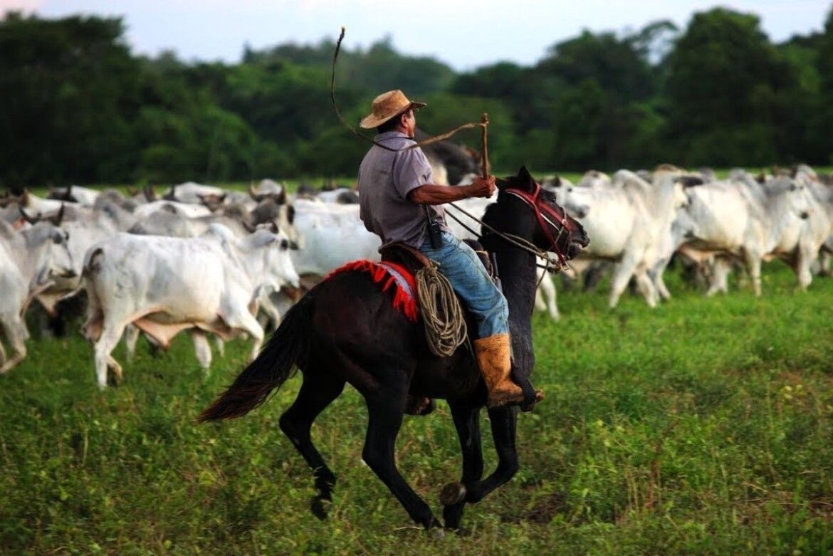Cuando el llano canta