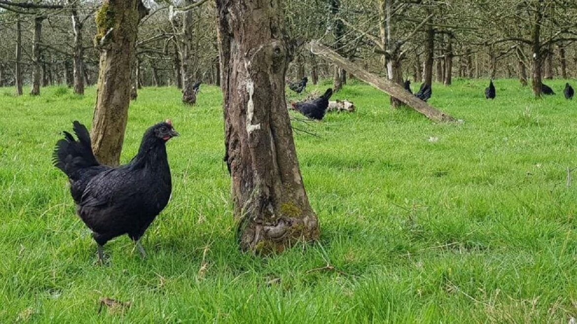 Gallinas sustituyen a pesticidas en control de plagas de árboles frutales y colmenas