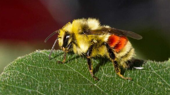 Los abejorros hacen piquetes las plantas para que florezcan antes