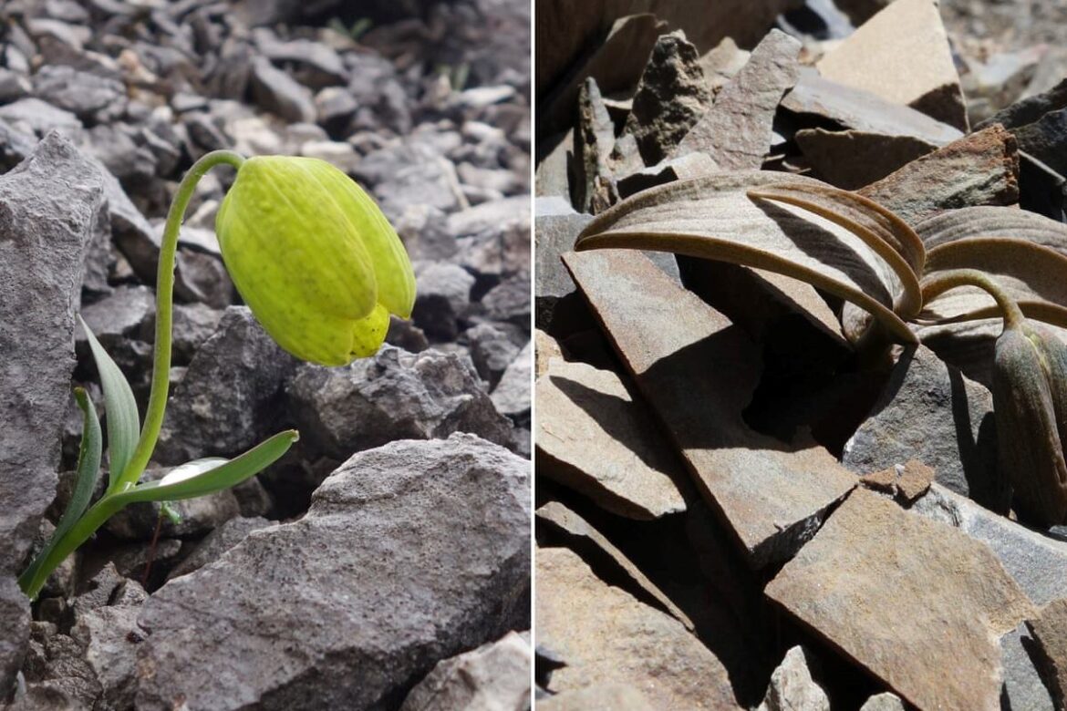 Fritillaria delavay: planta china que evoluciona para esconderse de los humanos