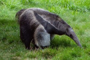 El oso hormiguero gigante está en riesgo