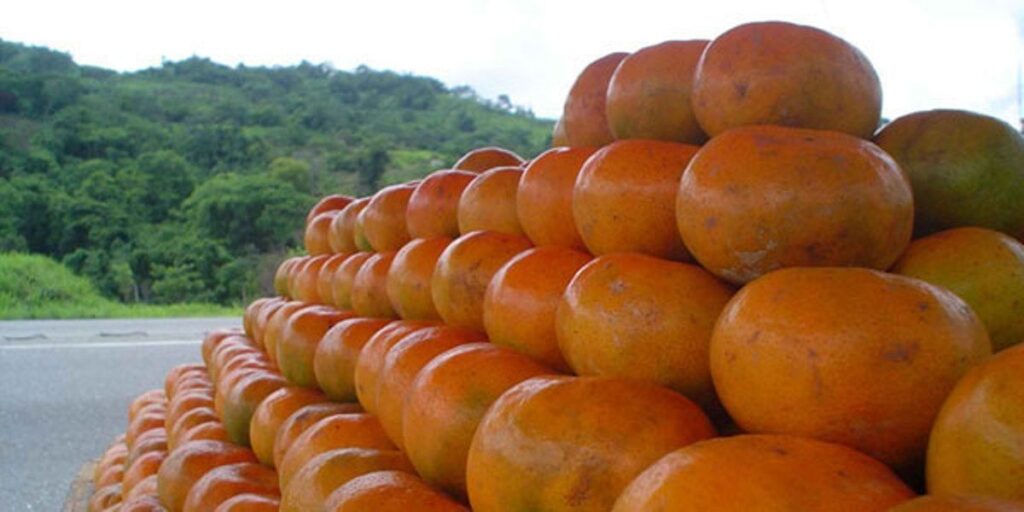La dulce y ácida mandarina deleita a los venezolanos