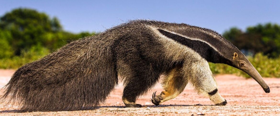 El oso hormiguero gigante está en riesgo