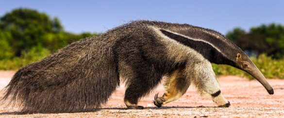 El oso hormiguero gigante está en riesgo