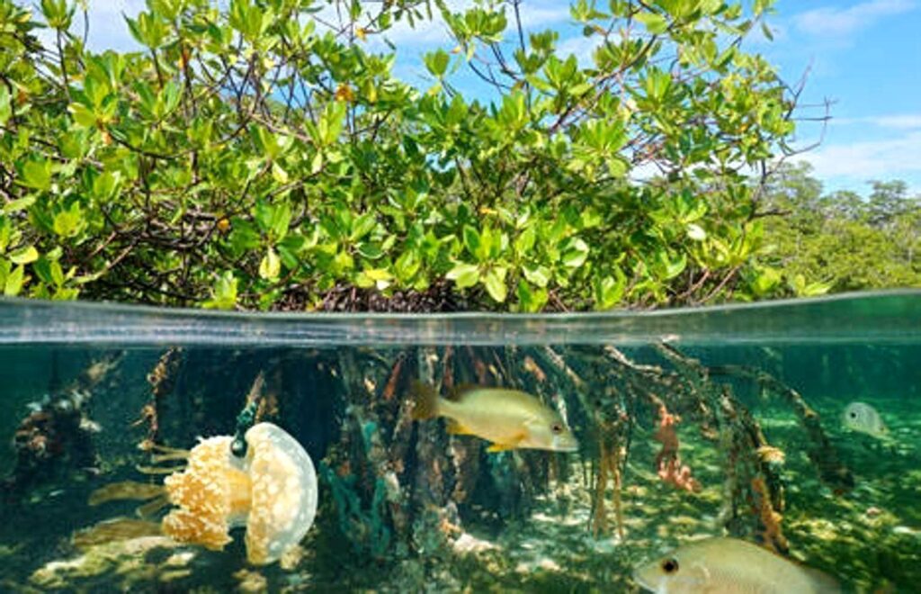 Los manglares pueden desaparecer en 2050 por aumento del nivel del mar 