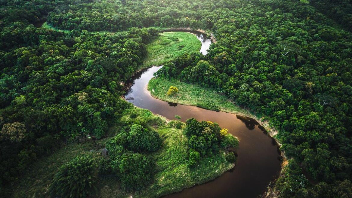 Bosques de Brasil dejan de absorber CO2 y ahora lo emiten