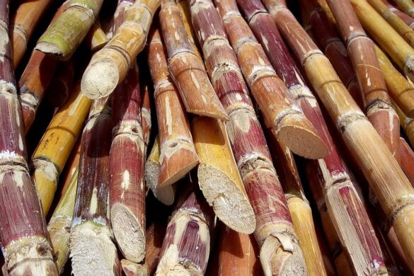 La caña de azúcar y sus dulces regalos
