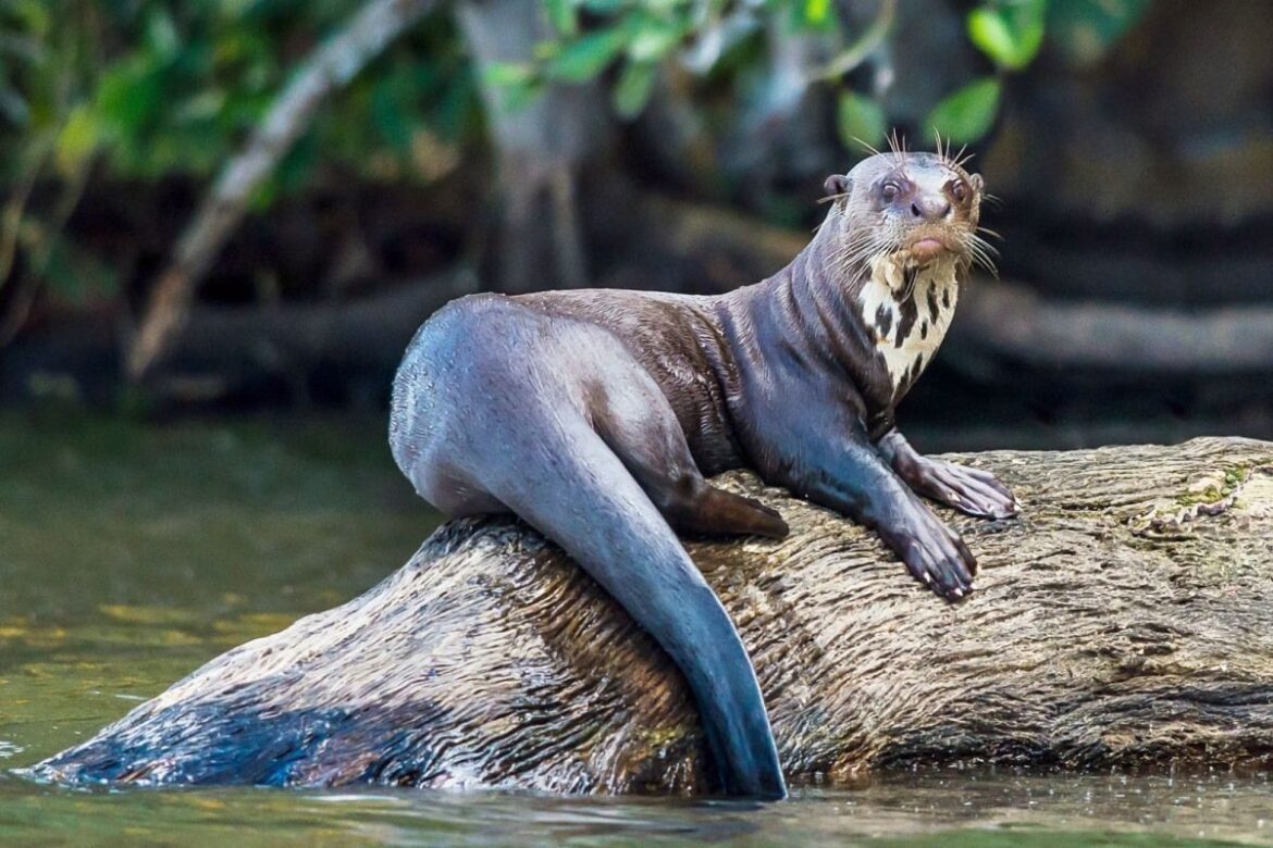 La Nutria gigante, una especie única en Suramérica
