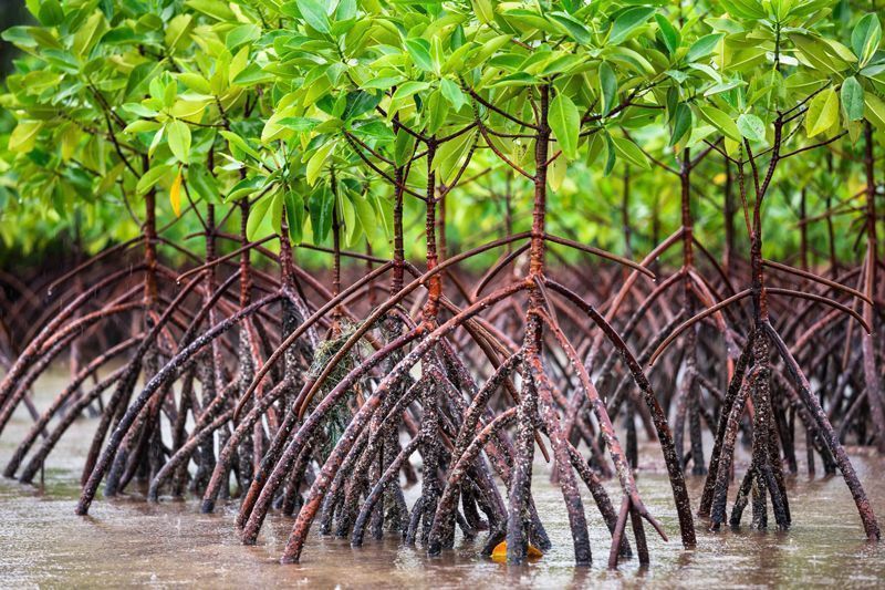 Los manglares pueden desaparecer en 2050 por aumento del nivel del mar 