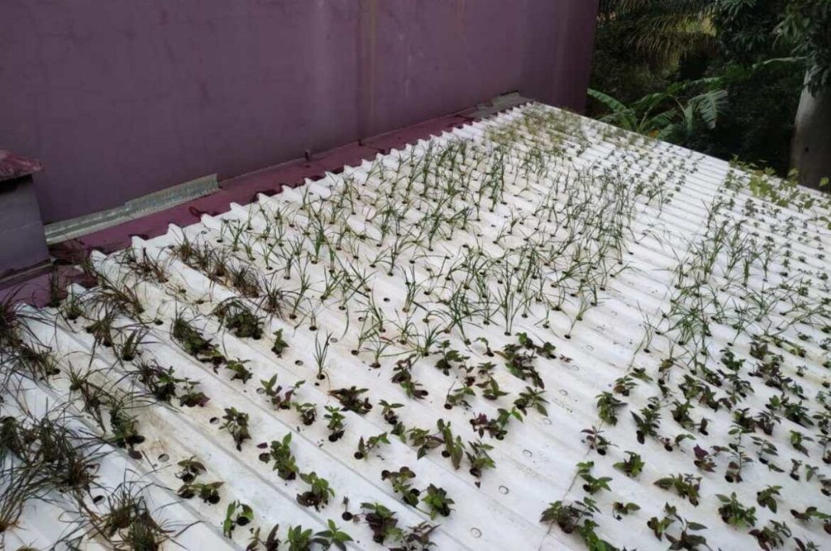Cultivar en los techos con la primera teja hidropónica del mundo