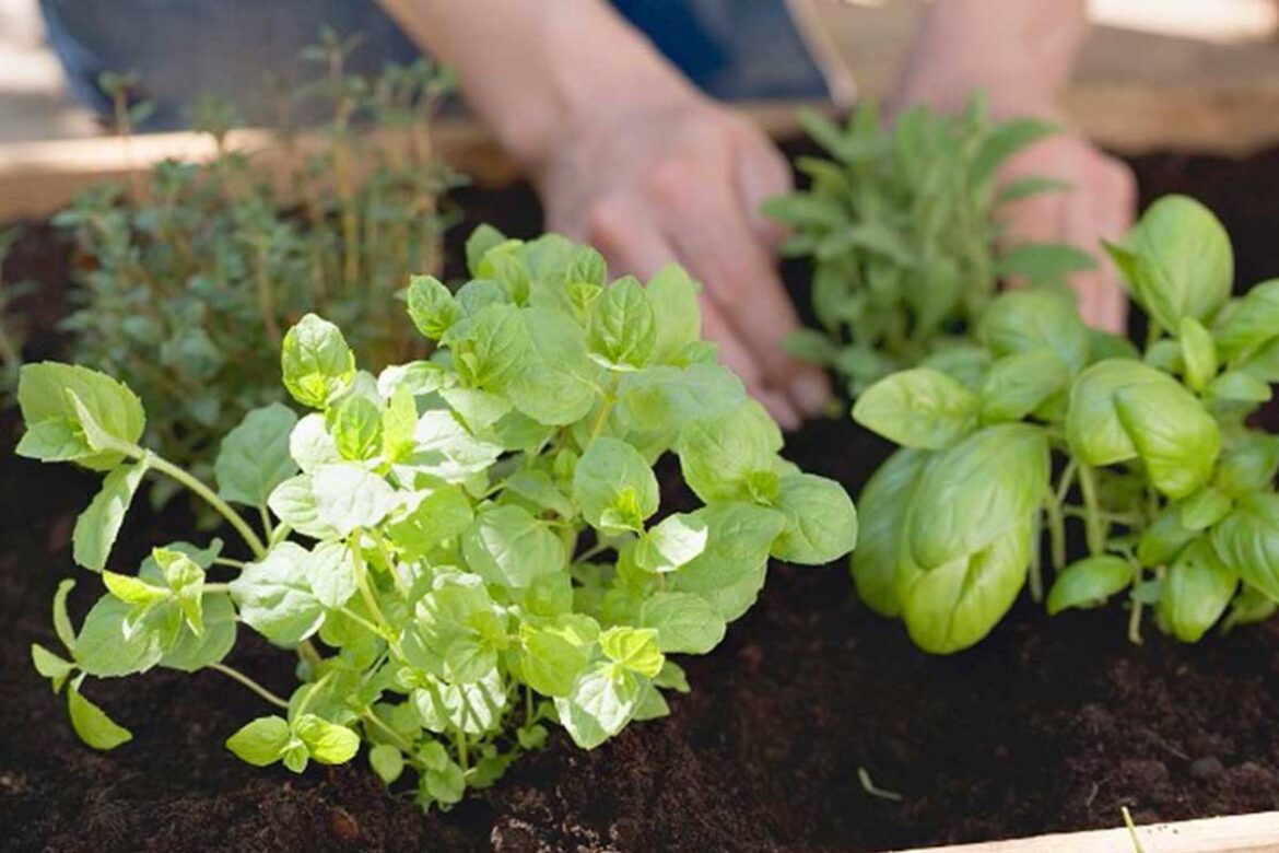 Cultivar plantas medicinales en casa