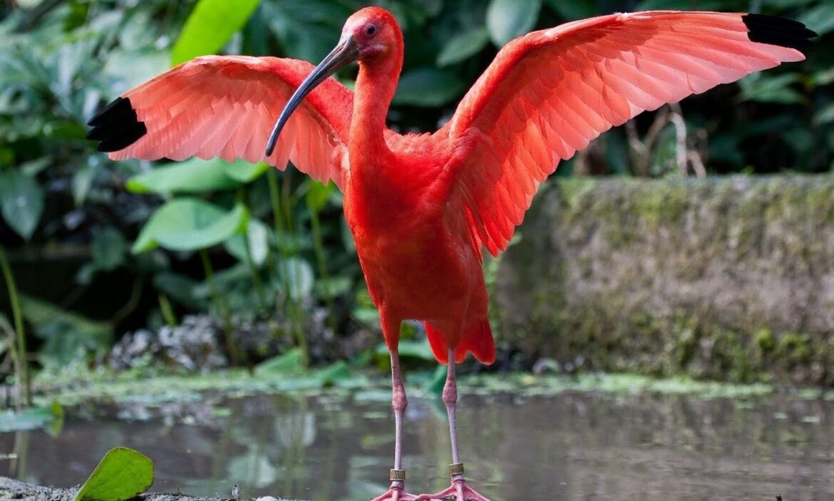 La llamativa y única corocora viste de escarlata el llano