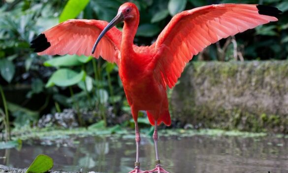 La llamativa y única corocora viste de escarlata el llano
