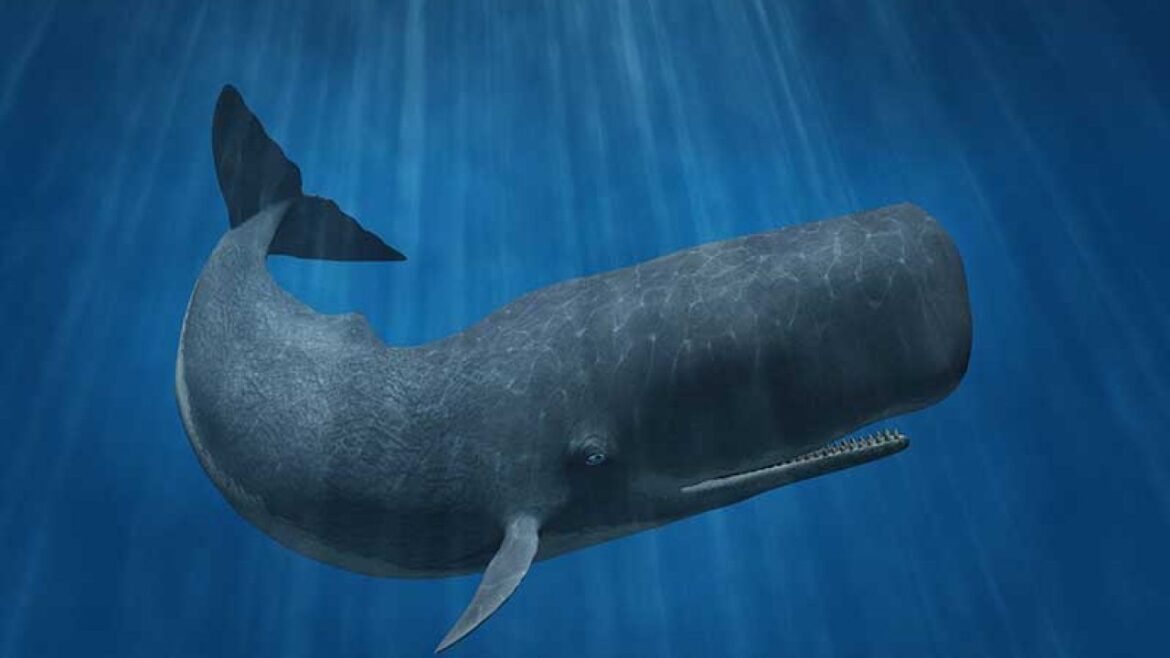 El Cachalote, una especie convertida en leyenda