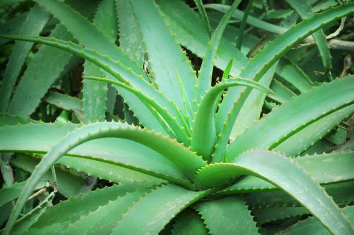 La sábila y sus inagotables recursos