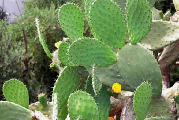 Los mil y un usos del nopal a favor del ambiente