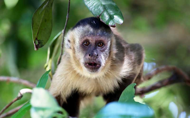 Evitemos la extinción del mono margariteño 