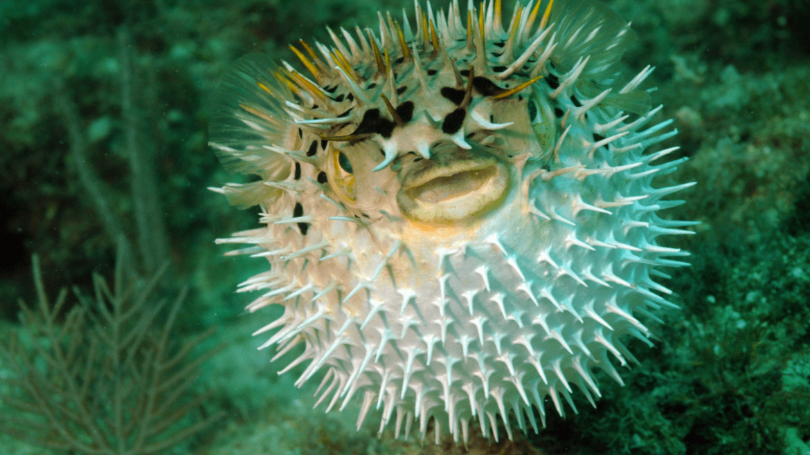 El pez globo inspira un gel para purificar el agua