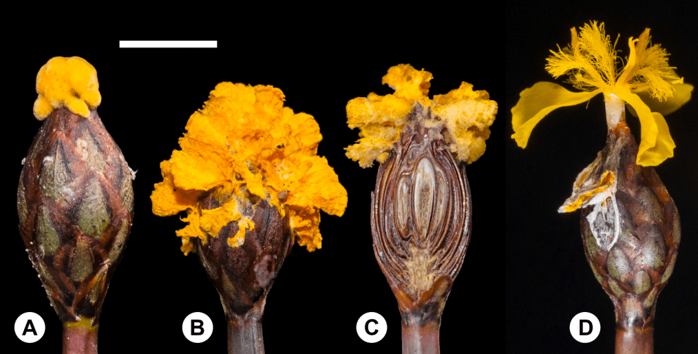 El hongo que imita una flor para atraer a los insectos y reproducirse