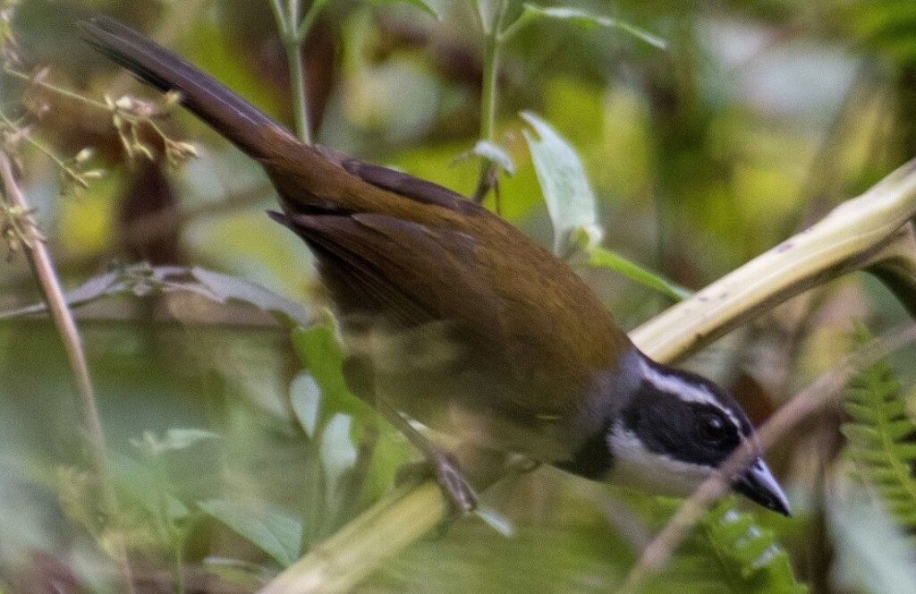 Corbaticos avileño y de Paria, vulnerables aves endémicas
