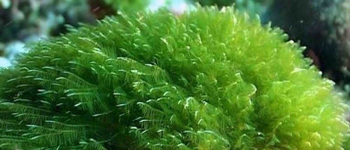 Material vivo a base de algas podría revolucionar la energía y la medicina