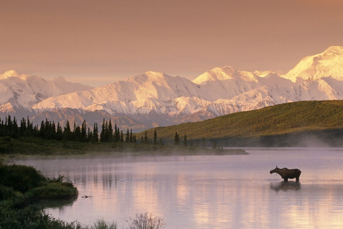 La fauna del Ártico está cambiando drásticamente