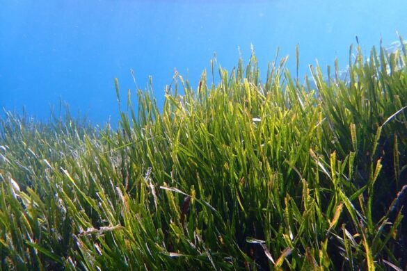 Una planta expulsa el plástico del mar Mediterraneo