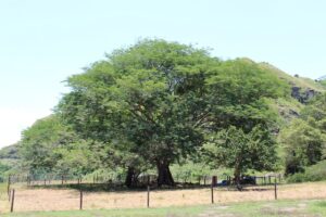 El frondoso samán, árbol de la lluvia