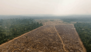 La selva amazónica: ¿De sumidero a fuente de CO2?