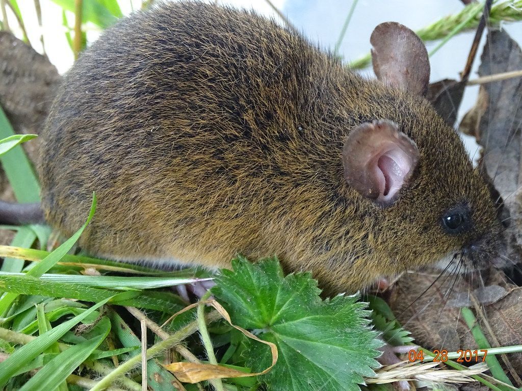 Parque Nacional Ramal de Calderas es rico en biodiversidad