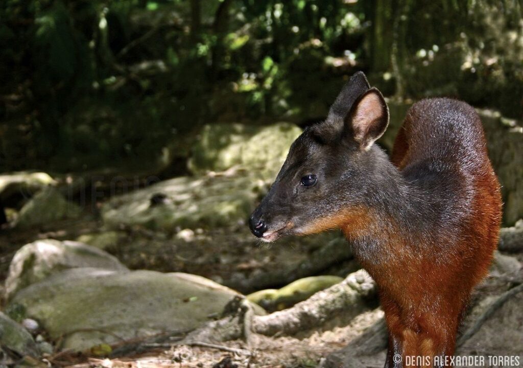 Parque Nacional Ramal de Calderas es rico en biodiversidad