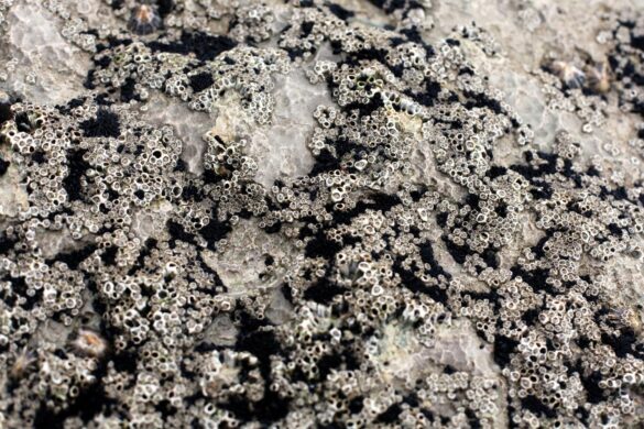 ¿El polvo de roca puede eliminar el CO2 atmosférico?