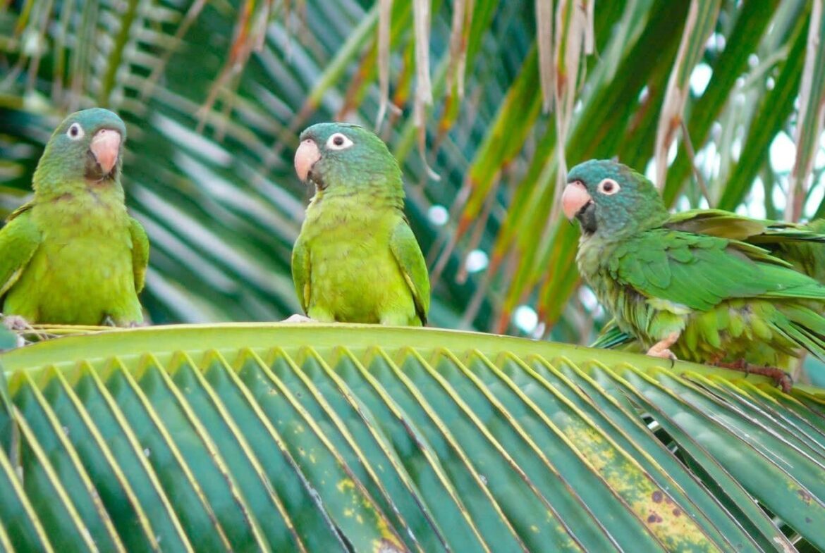 Margarita se va quedando sin loros Ñángaros