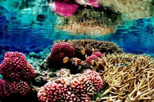 ¿Nos encaminamos hacia un mundo sin arrecifes de coral?