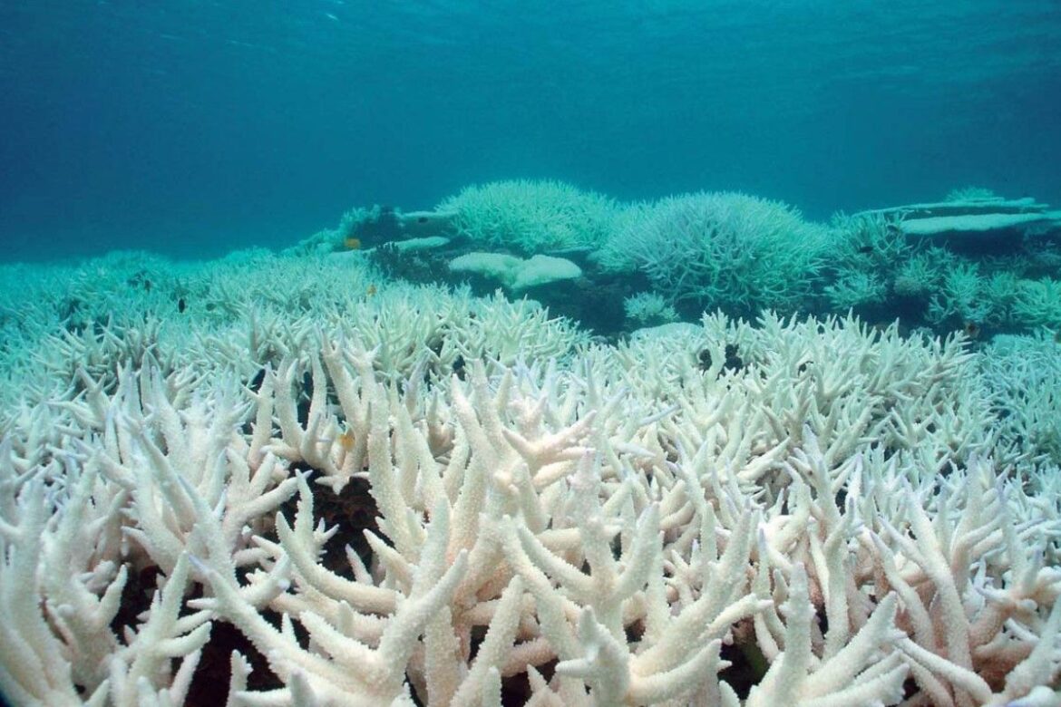 ¿Nos encaminamos hacia un mundo sin arrecifes de coral?
