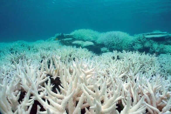 ¿Nos encaminamos hacia un mundo sin arrecifes de coral?