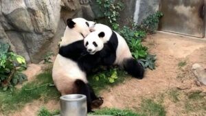 La esperanza renace con el rescate del oso panda gigante