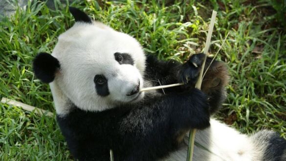 La esperanza renace con el rescate del oso panda gigante