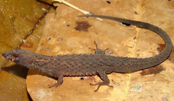 El lagarto acorazado es una especie única de Venezuela