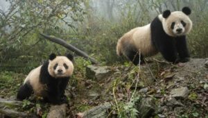 La esperanza renace con el rescate del oso panda gigante