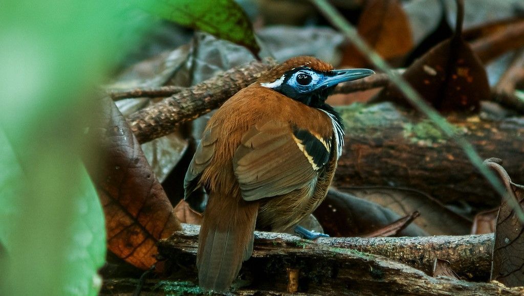 Aves de la Amazonía son más pequeñas debido al cambio climático