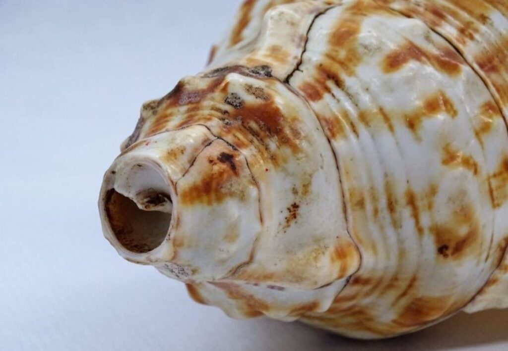 La guarura y El Guarurazo, patrimonio cultural de La Guaira