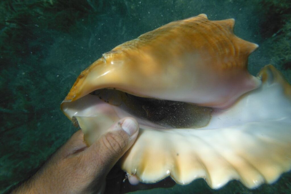 La guarura y El Guarurazo, patrimonio cultural de La Guaira