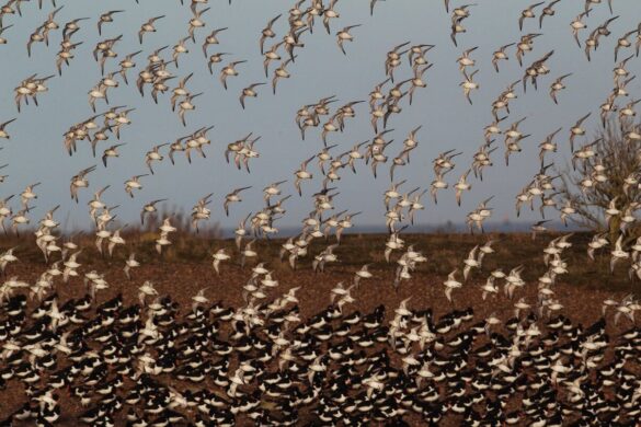 Reproducción de animales migratorios en peligro por el cambio climático
